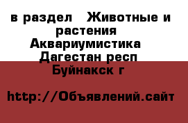  в раздел : Животные и растения » Аквариумистика . Дагестан респ.,Буйнакск г.